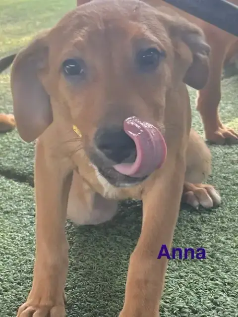 Anna photo 4