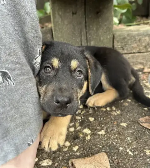 Siggy Aka Red Collar With Leaves