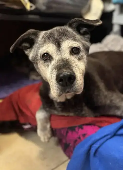 Mya