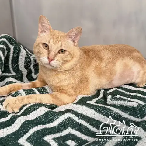 Apricot