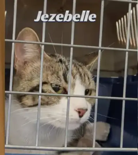 Jezebel