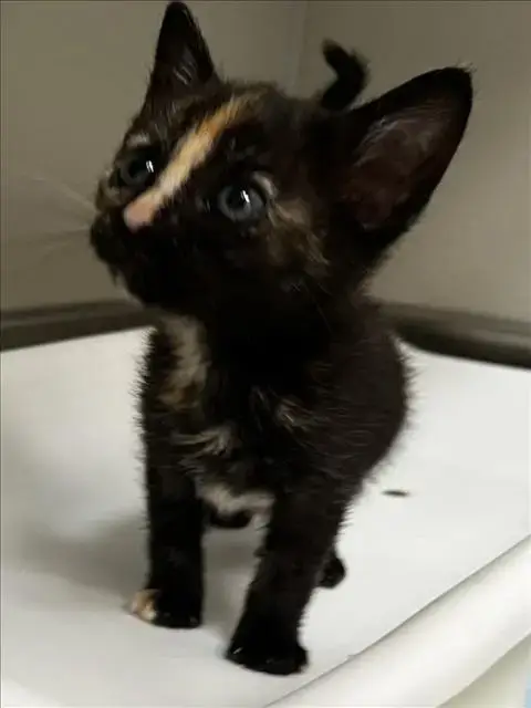 Maggie