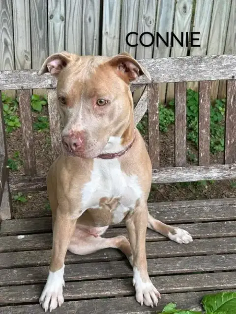 Connie photo 5