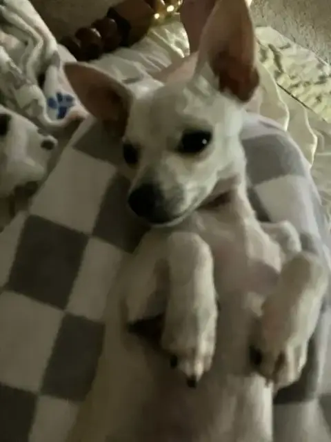 Little Man photo 2