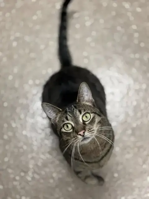 Simba