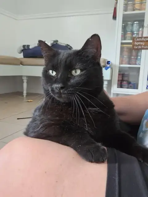 Felix photo 3
