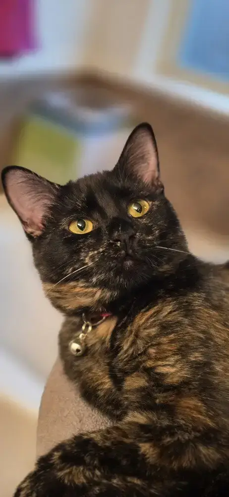 Mamas