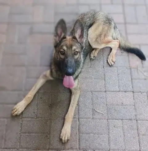 Max Puppy