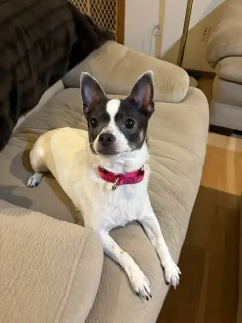 Nala photo 2