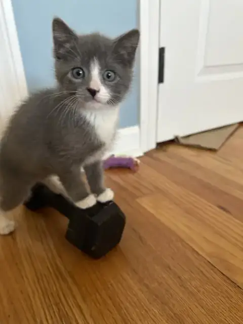 Brownie