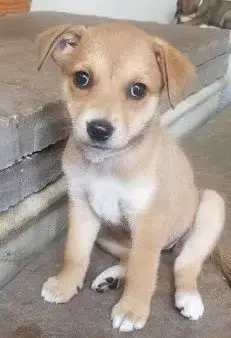 Bambi