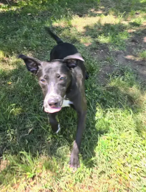 Peppa