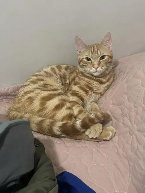 Fig