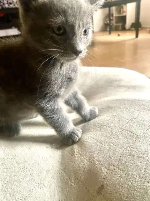 Adorable Kittens photo 4
