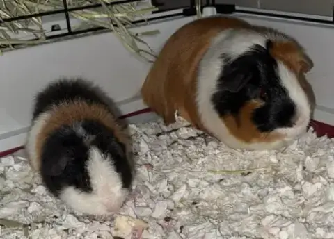 George And Teddy