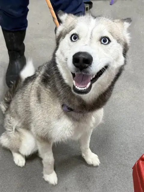 Bella