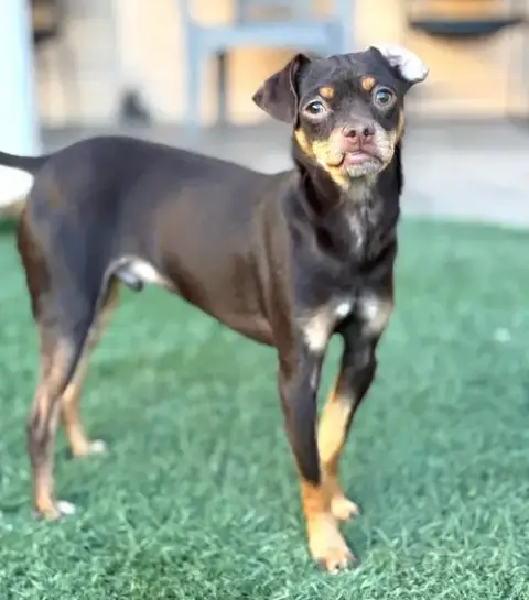 Kahlua photo 3