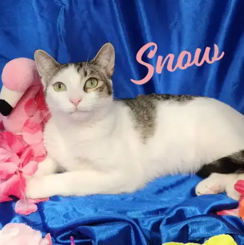 Snow #Spunky-Four