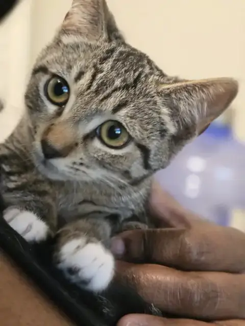 Pepper photo 2