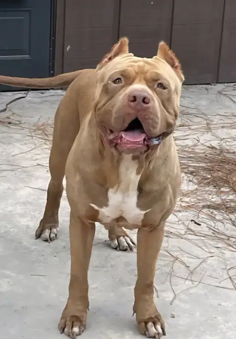 Brutus photo 3