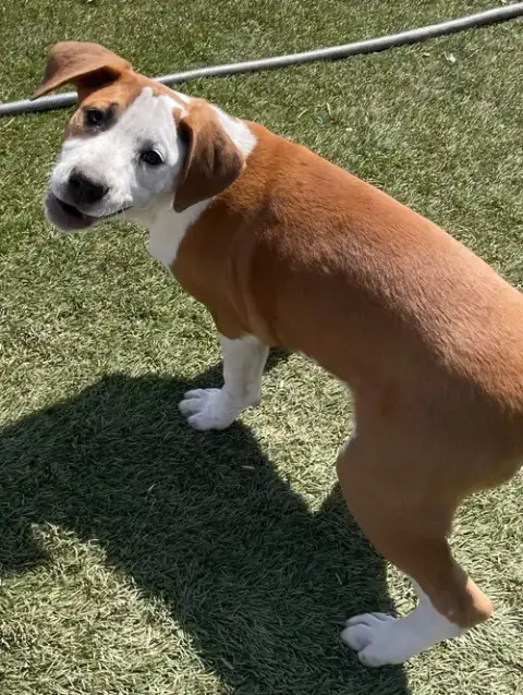Frankie