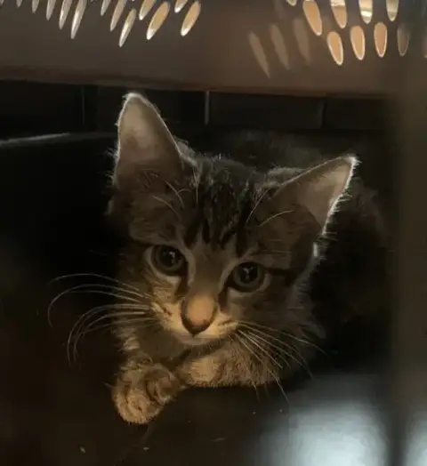 Milo