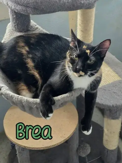 Brea photo 3