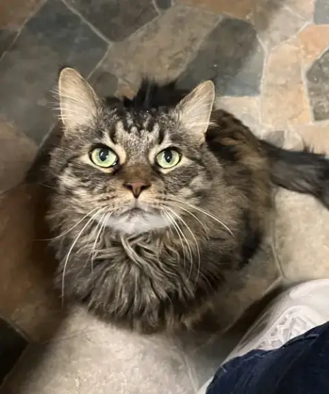 Otto