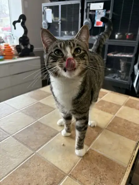 Walt Whiskers photo 4