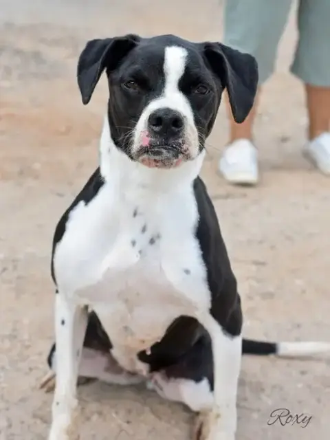 Roxy photo 3