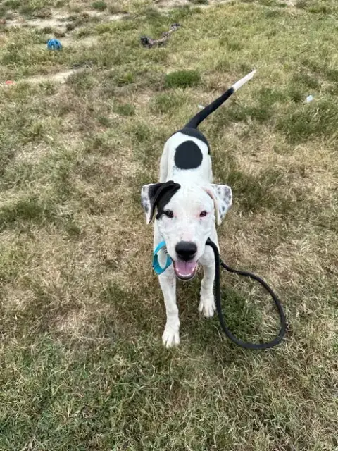 Wally