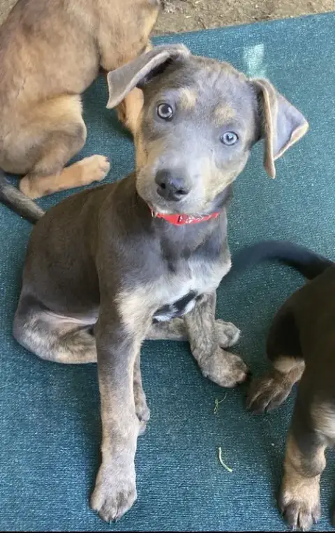 Max