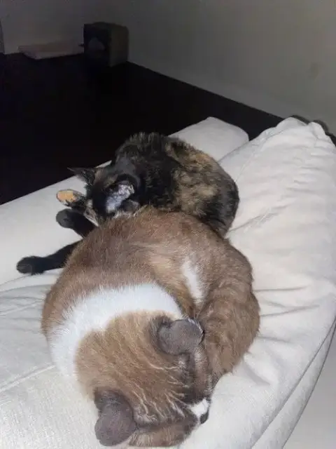 Jinxie photo 4