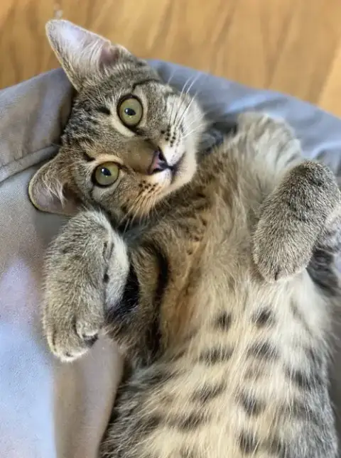 Kissy Kash