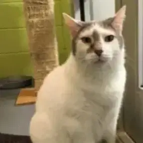 Elvis