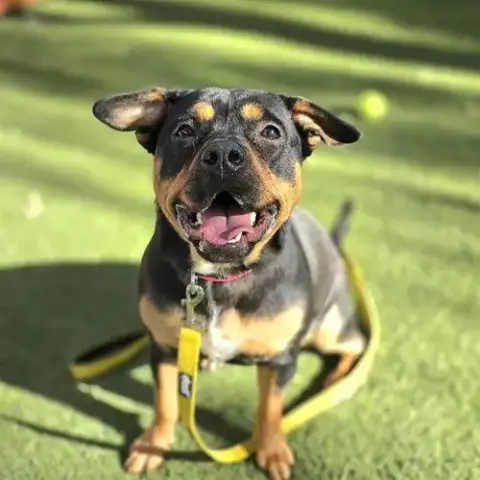 Nala