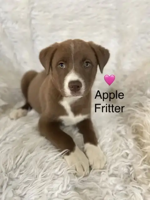 Apple Fritter