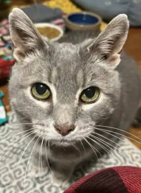 Gracie photo 2