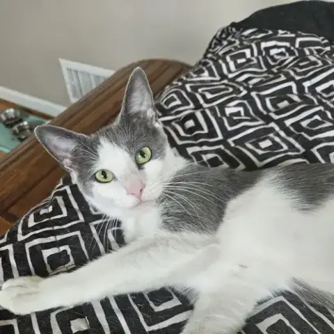 Willow photo 3