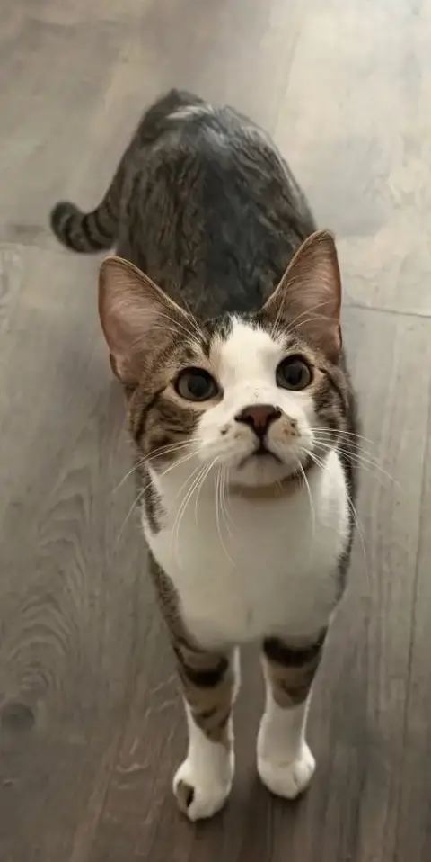 Marshmallow