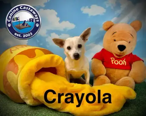 Crayola photo 3