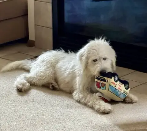 Pablo Escobark photo 3