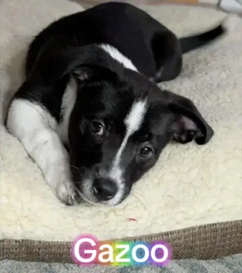 Gazoo photo 2