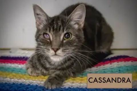Cassandra photo 3