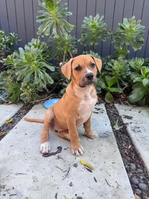 Sawyer