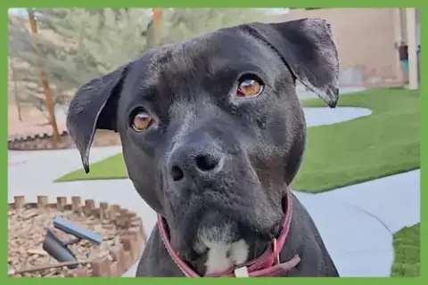 Lola