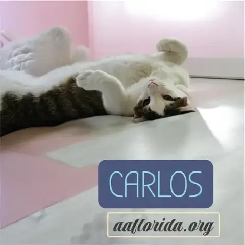 Carlos & Captain photo 2