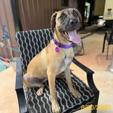 Janet *Foster-To-Adopt photo 3