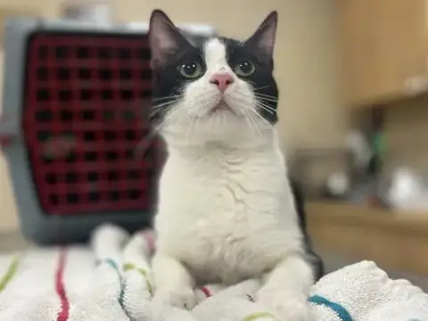 Dexter