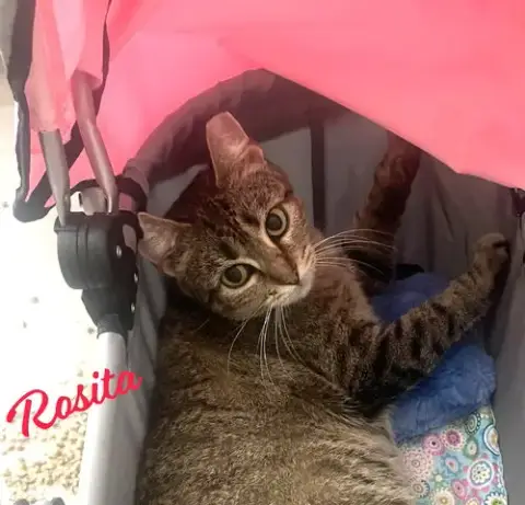 Rosita #Calm-Bedfellow